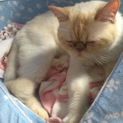 良い保護主様と猫ちゃんに恵まれました