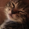 可愛い女の子の子猫です