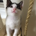 可愛いシロクロちゃんです
