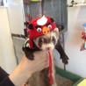はねるウサギ