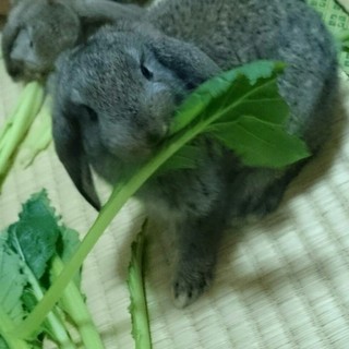 可愛いミニロップイヤー♥