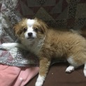 キャバマル？
