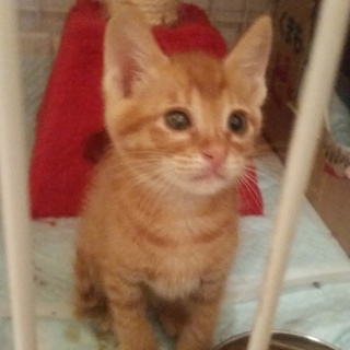 大人猫ともワンコとも仲良し可愛い茶トラ