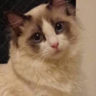 元気な1歳のラグドールの里親を募集しています。