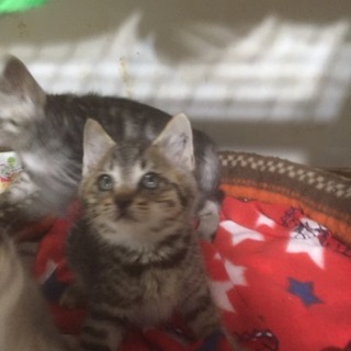 山に捨てられた子猫兄弟・きっちゃん