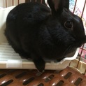 ミニウサギ  くう