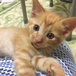 仲良し4兄妹の家族になってください！