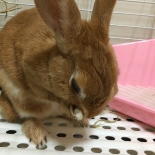 ネザーランドワーフ 