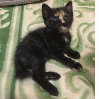 仲良し4兄妹の家族になってください！