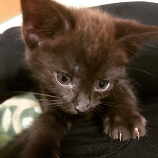 仲良し4兄妹の家族になってください！