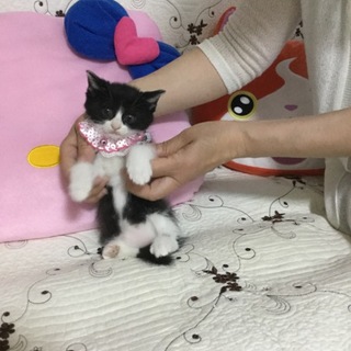 黒白ハチワレの女の子