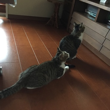 テレビlove,
