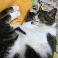 めい