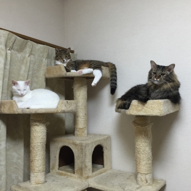 nekoikedaのカバー写真