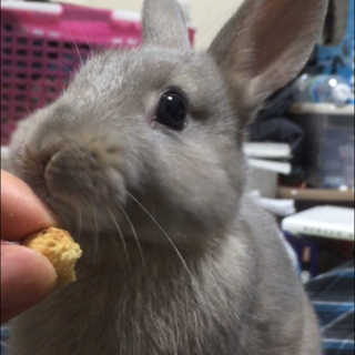 4ヶ月ネザーランドドワーフです／(=╹x╹=)＼