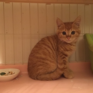 美猫姉妹 赤茶(茶トラ)&パステル三毛