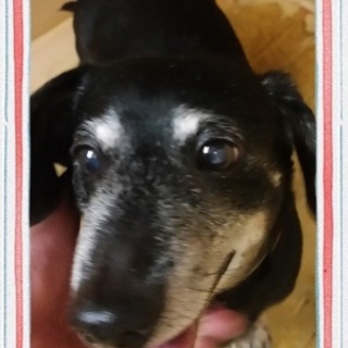 元気なダックス男の子