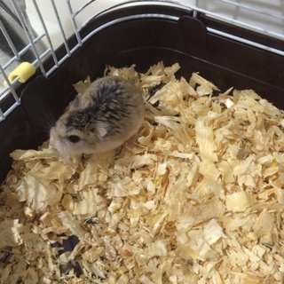 ロボロフスキーハムスター2匹の女の子