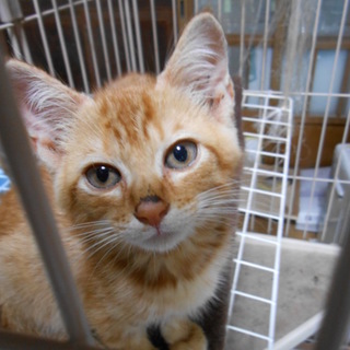 「再募集」人慣れ抜群茶トラのじゅん君