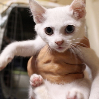 真っ白なオッドアイの女の子ミントちゃんです！