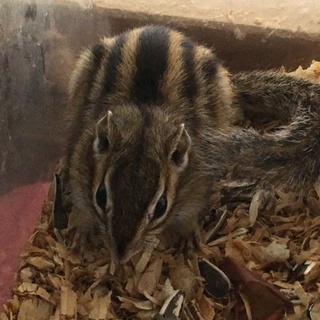 シマリスを保護しています(飼い主を探しています)