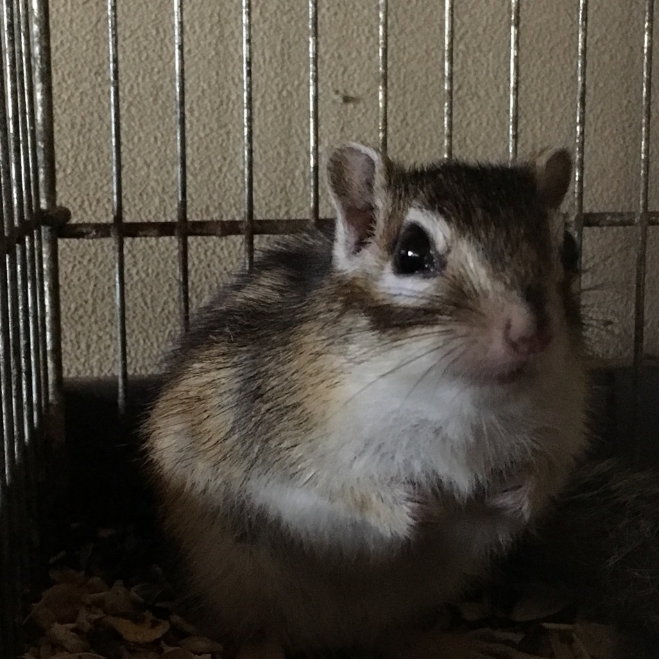 クッキーのカバー写真