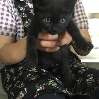 可愛い黒猫の男の子