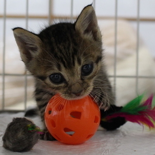 キジ猫のまめちゃんはイケイケ娘！