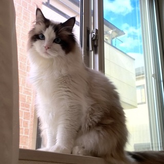 甘えるのが大好きなラグドール君