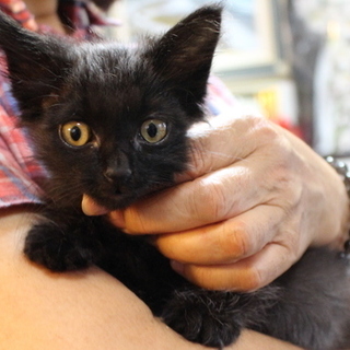 ふわもこマリンちゃんは大人しくて馴れなれです！