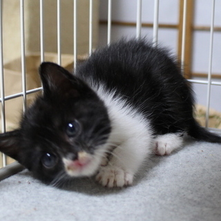 カワウソじゃないよ！可愛いむぎちゃんは子猫さん！