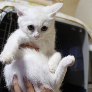 真っ白な女の子ペッパーちゃんです！