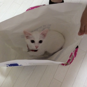 佐川急便の荷物を出したら、もふぃイン♪