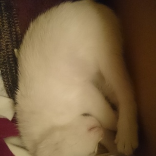 無事里親さんのもとへ。ありがとうございました。