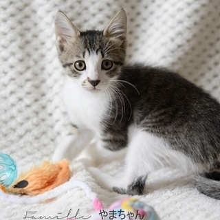 キジ白の子猫　やまちゃん　♂　里親様募集！ 