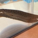古代魚 Po.オルナティピンニス