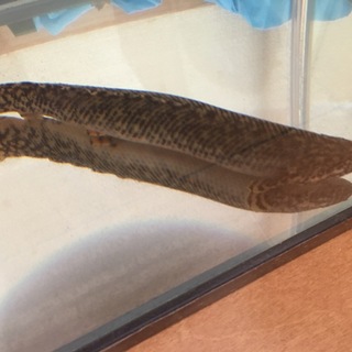 古代魚 Po.オルナティピンニス