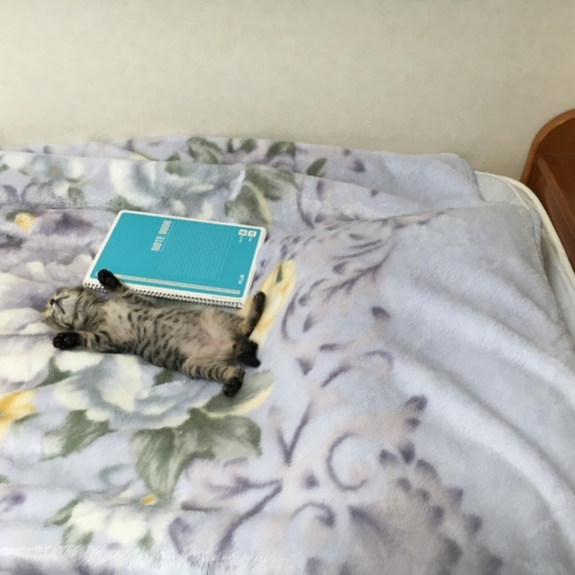 フワフワしっぽの会のカバー写真