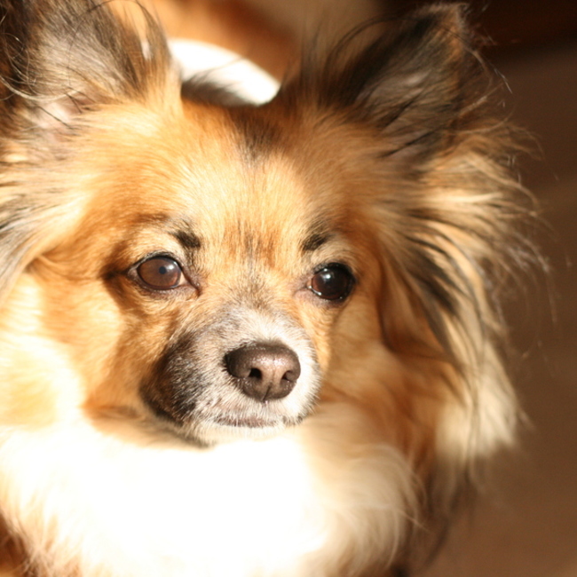 よっちん（チワワの里親募集）のカバー写真