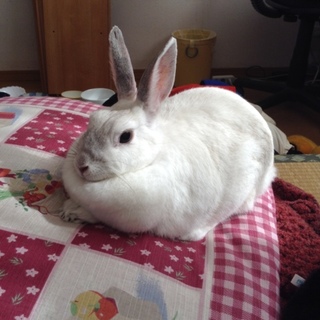 人懐こい女の子のウサギです。