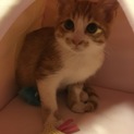 子猫
