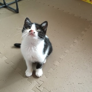 人懐こくおちゃめなハチワレ君
