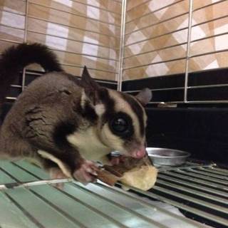 ﾌｸﾓﾓアダルト雄