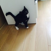 ちち