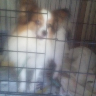 パピヨン２才、とっても元気な子です(^-^)