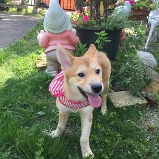 子犬　３ケ月　メス