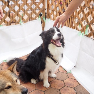 ボーダーコリーのコロンくん