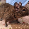 デグーマウス