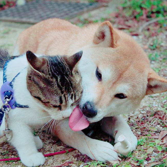 さ か も とのカバー写真