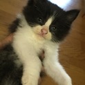 甘えん坊仔猫